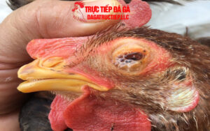 Tìm hiểu về bệnh APV trên gà