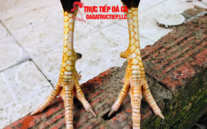 Phân tích lối đá gà cựa nhật nguyệt tốt hay xấu