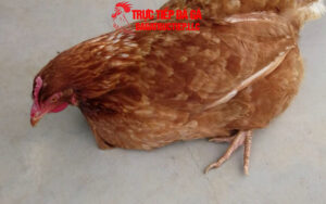 Tình trạng gà đứng không vững là bệnh gì?