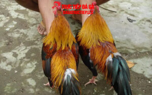 Gà linh kê là gì?