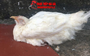 Bệnh gà rù là như thế nào?