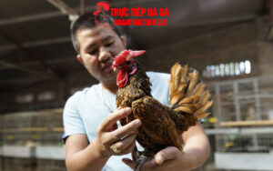 Kỹ thuật và cách chăm sóc gà vảy cá chuẩn chỉnh