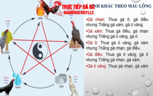 Thuật ngữ màu mạng gà đá là gì?