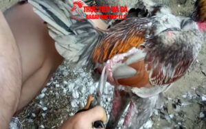 Những cách tỉa lông gà đá tân thủ cần biết