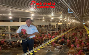 Trại gà đá của anh Phúc Bình Dương siêu rộng lớn